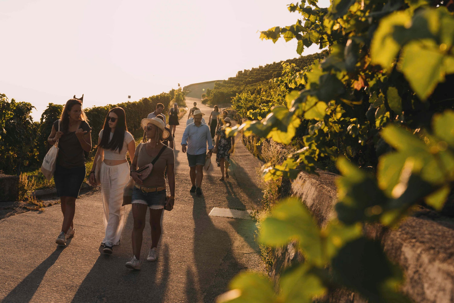 Participants à la Nuit des Capites Francey Vins marchant dans les vignobles de Lavaux au coucher du soleil.