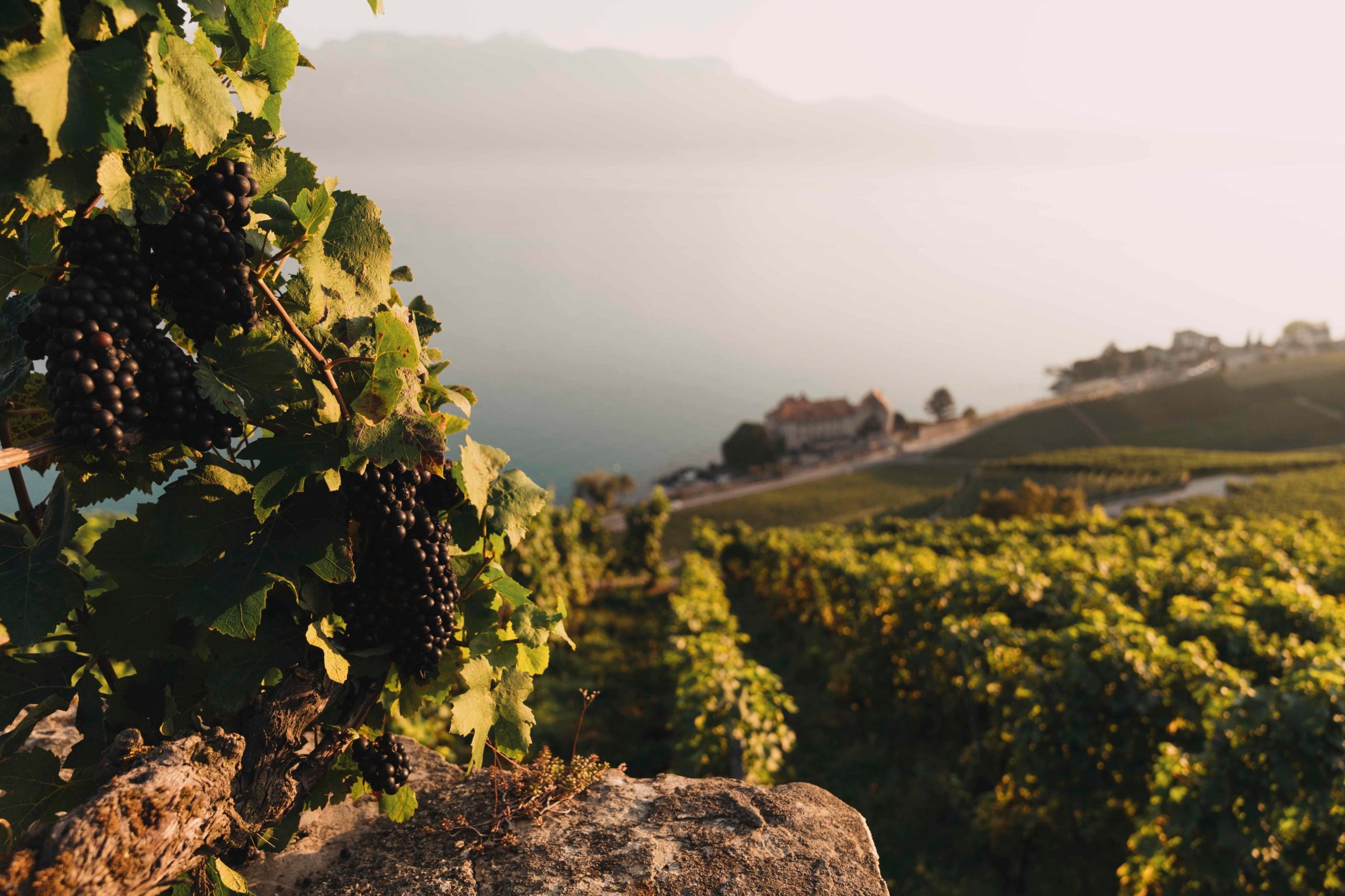 Gros plan sur des grappes de raisin dans les vignobles de Lavaux, avec le lac Léman et les coteaux en arrière-plan.