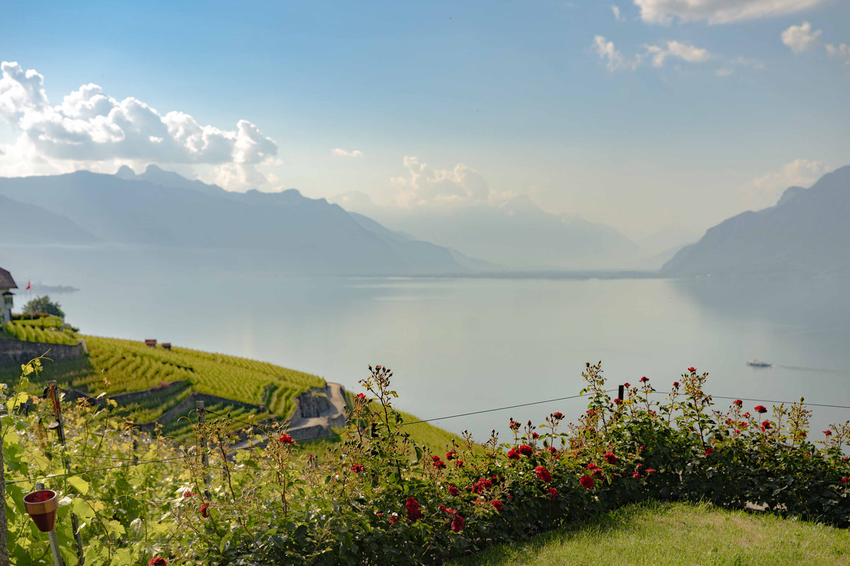 Vue panoramique sur les vignobles de Lavaux, le lac Léman, les montagnes et les rosiers du jardin Francey Vins.